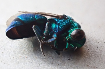 P5105059a.jpg